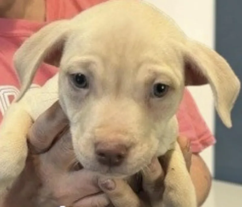 A baby medium-sized female Terrier dog named Java for adoption in Copiague, NY