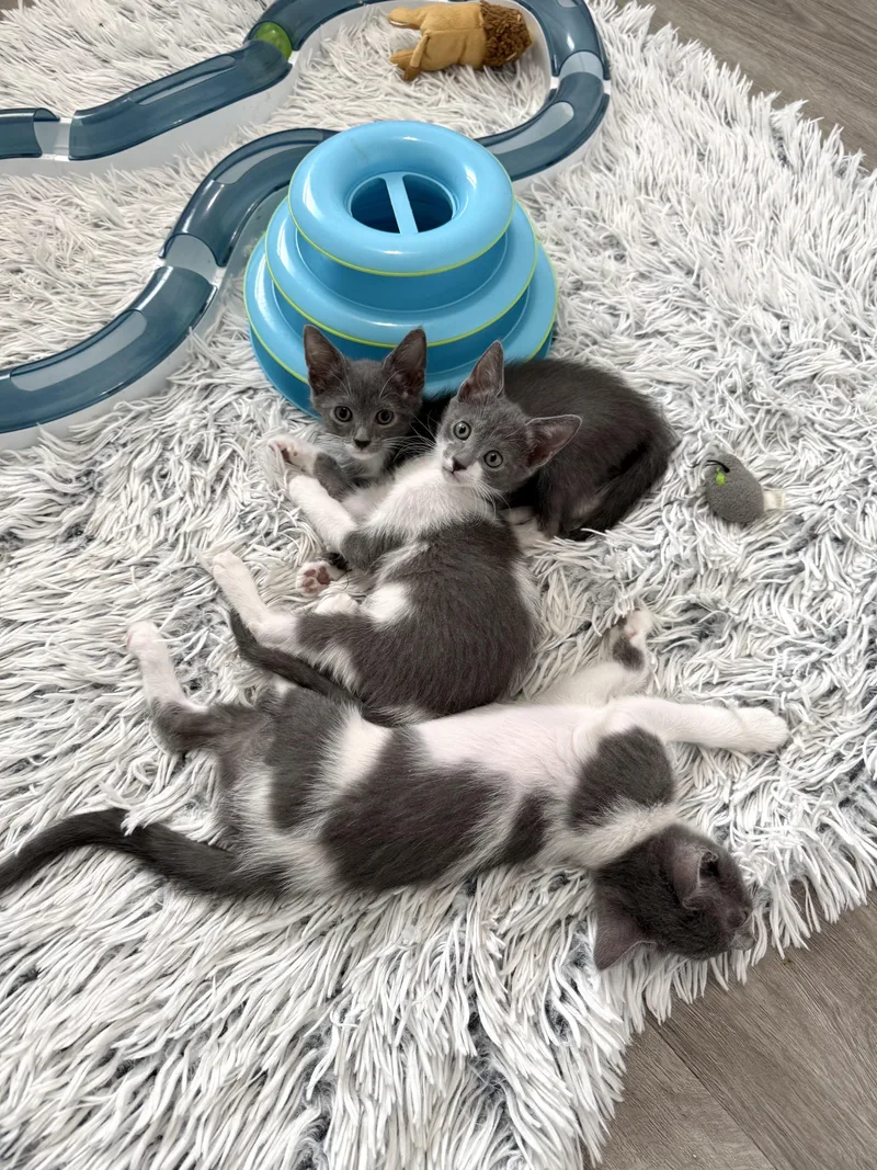 A baby small-sized female Gray / Blue / Silver Domestic Short Hair cat named Dione for adoption in Alexandria, VA