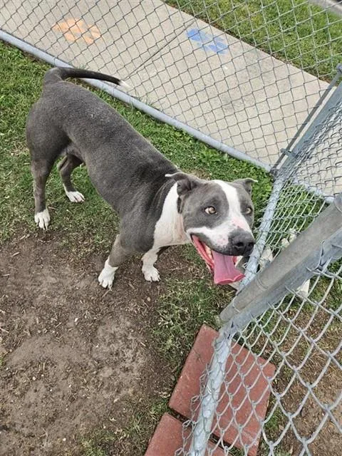 A young large-sized female Pit Bull Terrier dog named Bailey for adoption in Corpus Christi, TX