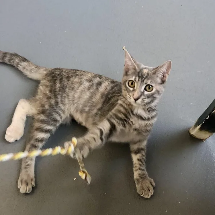 A baby large-sized female Domestic Short Hair cat named Sadie for adoption in Lodi, CA