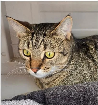 A young medium-sized male Domestic Short Hair cat named Kat for adoption in Greenfield, IN