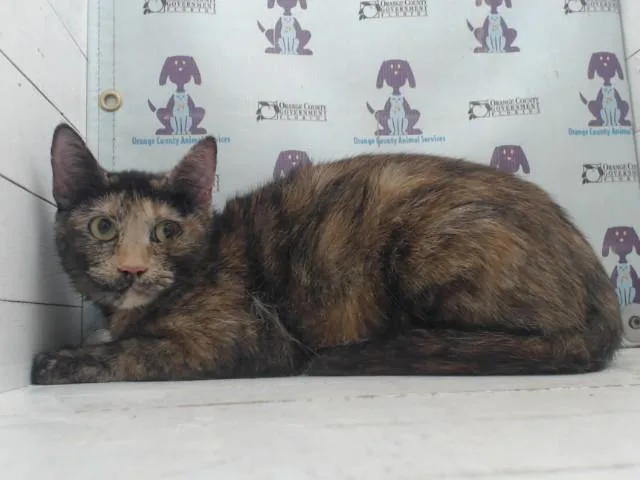 An adult small-sized female Domestic Short Hair cat named Blaire for adoption in Orlando, FL