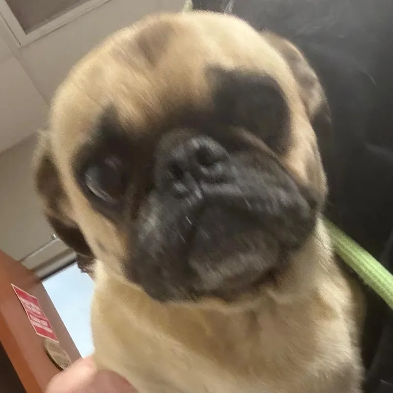 An adult small-sized male Sable Pug dog named Bobby for adoption in Yuma, AZ