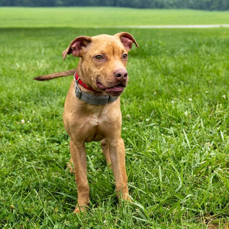 A baby small-sized male Yellow / Tan / Blond / Fawn Mixed Breed dog named Pickle Ball for adoption in Troy, IL