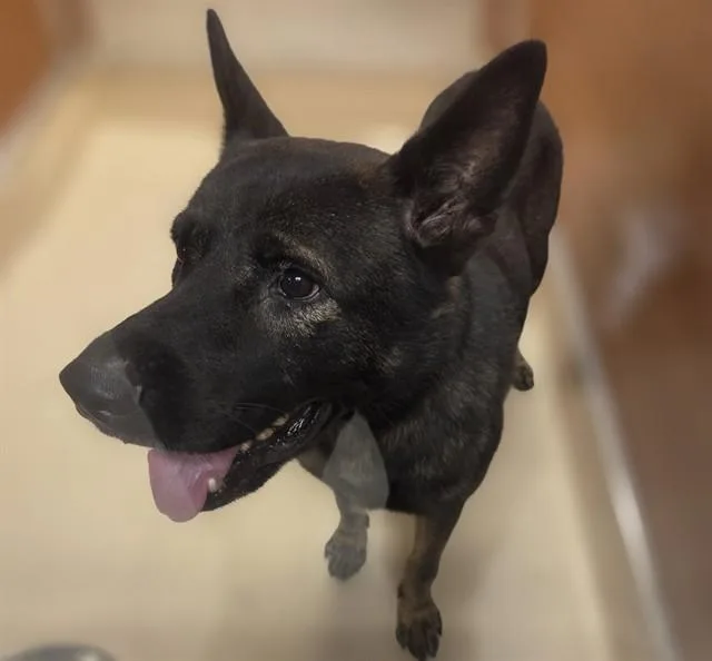 An adult large-sized male German Shepherd Dog dog named Dagger for adoption in Miami, FL
