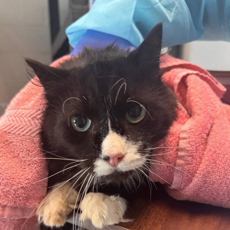 A senior large-sized male Domestic Long Hair cat named Lightning for adoption in Birdsboro, PA