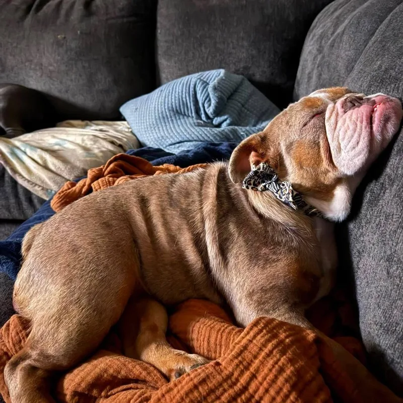 An adult medium-sized female Yellow / Tan / Blond / Fawn English Bulldog dog named Loofah for adoption in Sinking Spring, PA