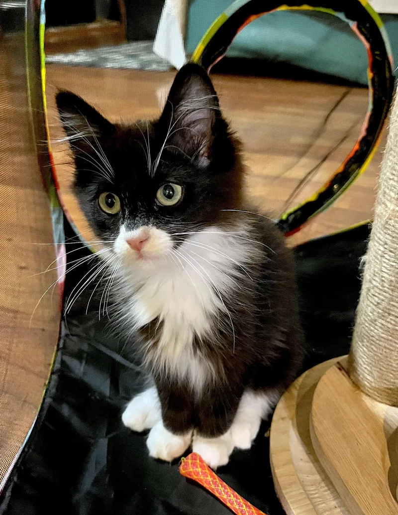 A baby medium-sized male Black & White / Tuxedo Domestic Medium Hair cat named HAN SOLO Bonded for adoption in Fremont, CA