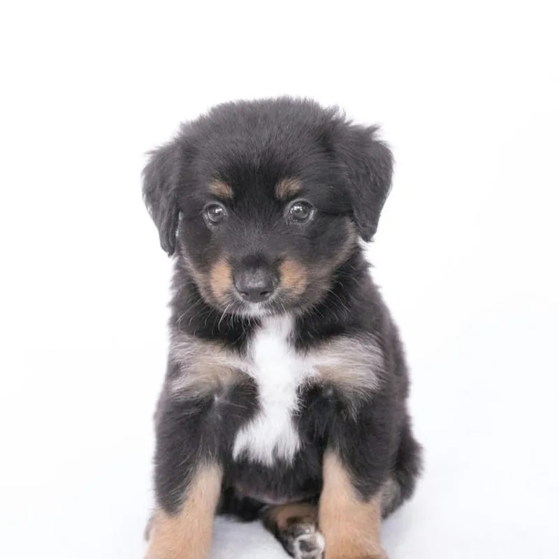 A baby small-sized female Brown / Chocolate Border Collie dog named Marceline Arriving D for adoption in Princeton, MN