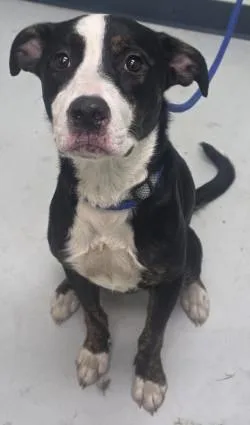 An adult medium-sized female Greater Swiss Mountain Dog dog named Flora for adoption in Savannah, GA