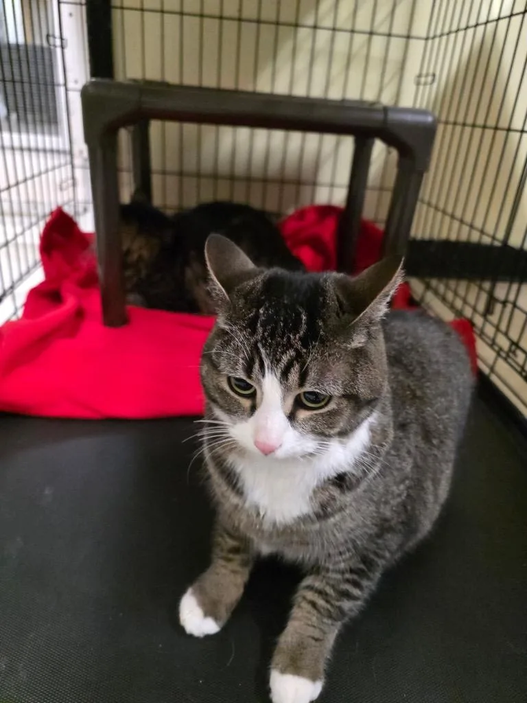 A young large-sized male Domestic Short Hair cat named Mochi for adoption in Meriden, CT