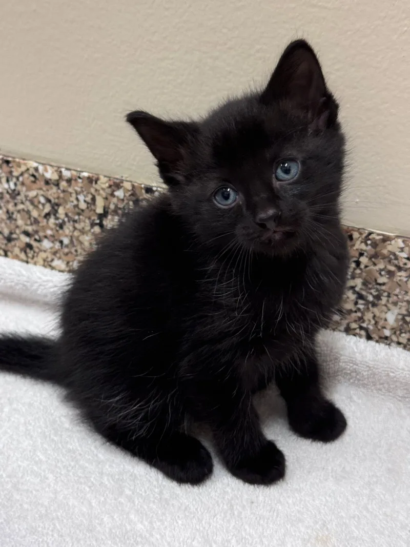A baby small-sized male Black Domestic Short Hair cat named Saint Laurent for adoption in Hackensack, MN