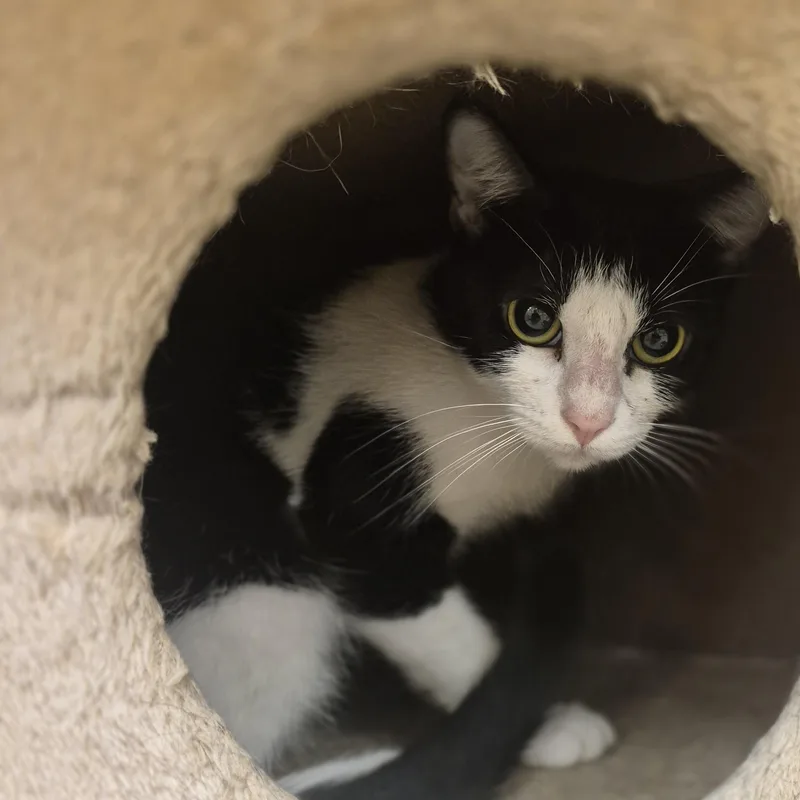 A young small-sized female Domestic Short Hair cat named Anca for adoption in Schertz, TX