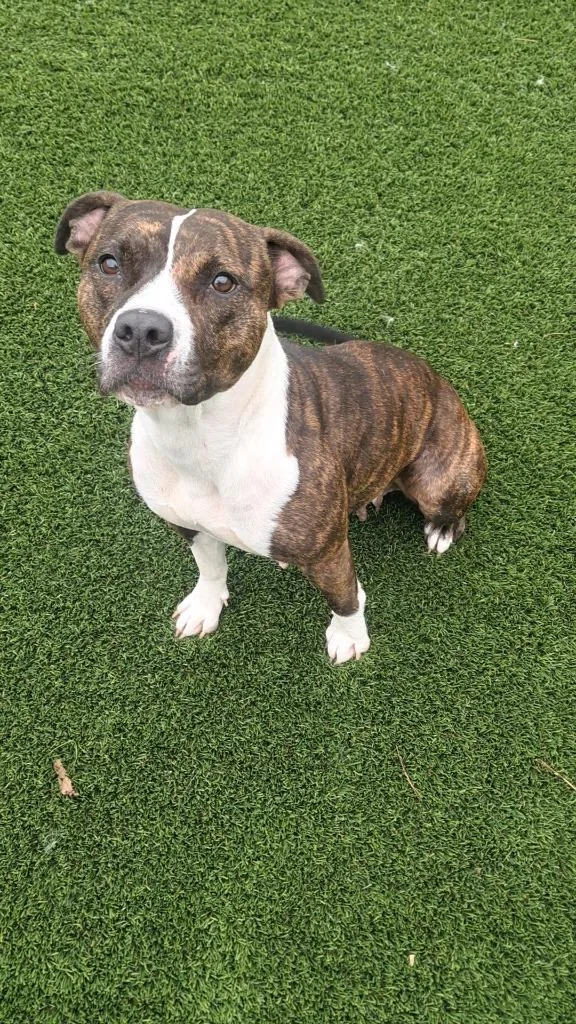 An adult medium-sized female Brindle Pit Bull Terrier dog named Thelma for adoption in Frankfort, KY