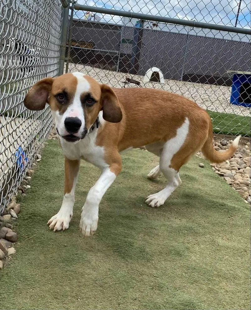 A young large-sized female Tricolor (Brown, Black, & White) Mixed Breed dog named Tamera for adoption in Evansville, IN