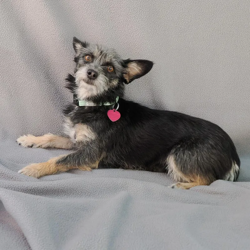 An adult small-sized female Gray / Blue / Silver Terrier dog named Frappe for adoption in Point Richmond, CA