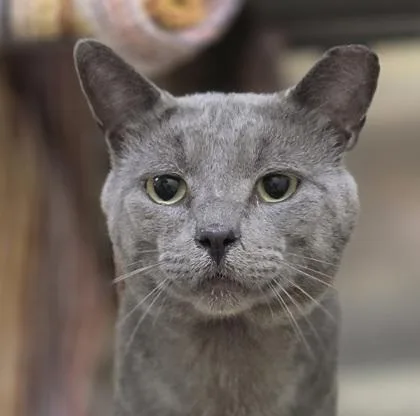 A young small-sized male Domestic Short Hair cat named Chaz for adoption in Westland, MI