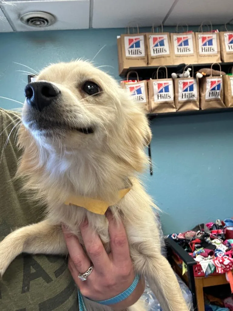A young medium-sized male Terrier dog named Henry for adoption in Rock Springs, WY