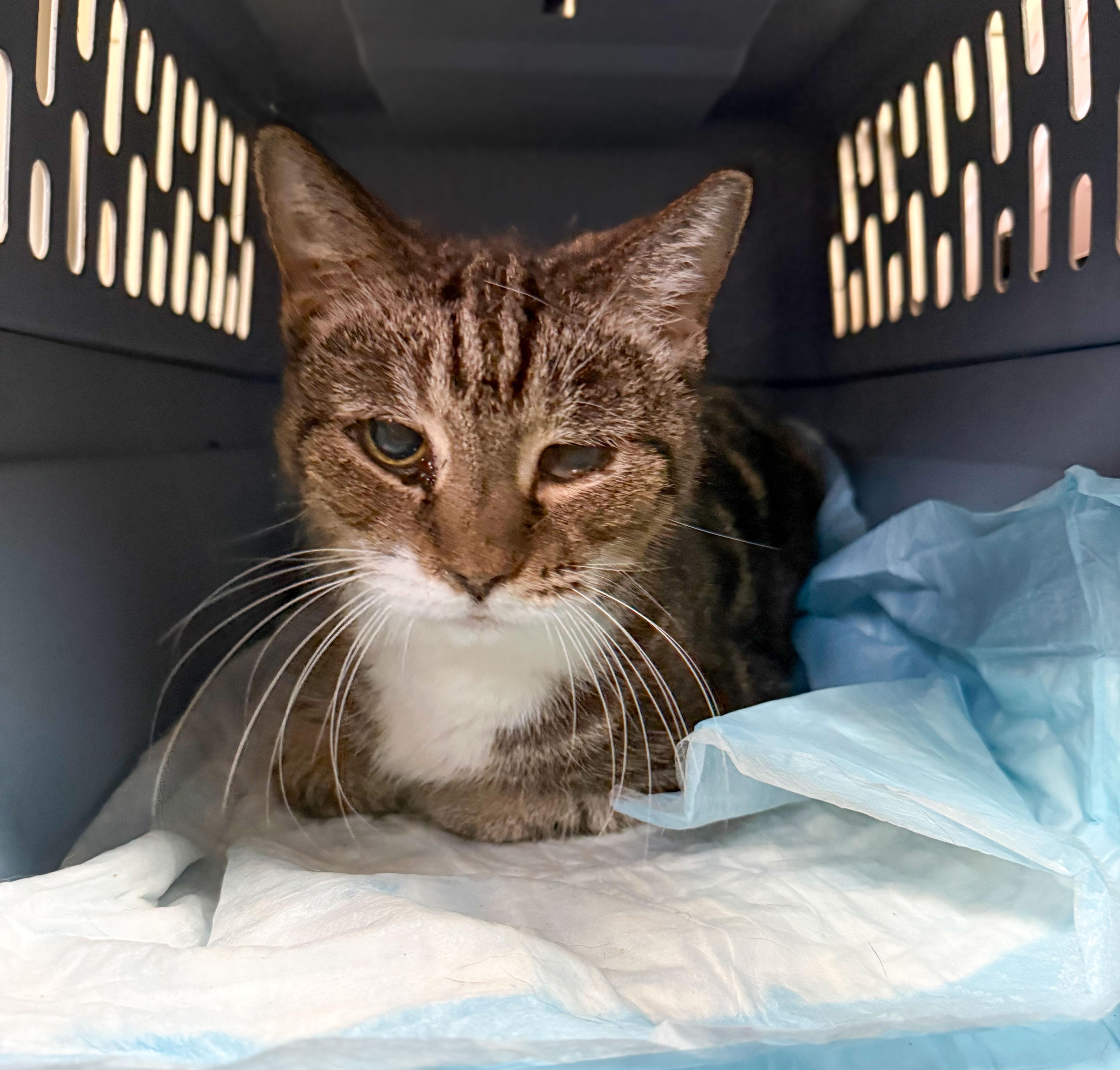 A senior medium-sized female Tabby (Brown / Chocolate) Tabby cat named Fried Chicken for adoption in Columbia, SC
