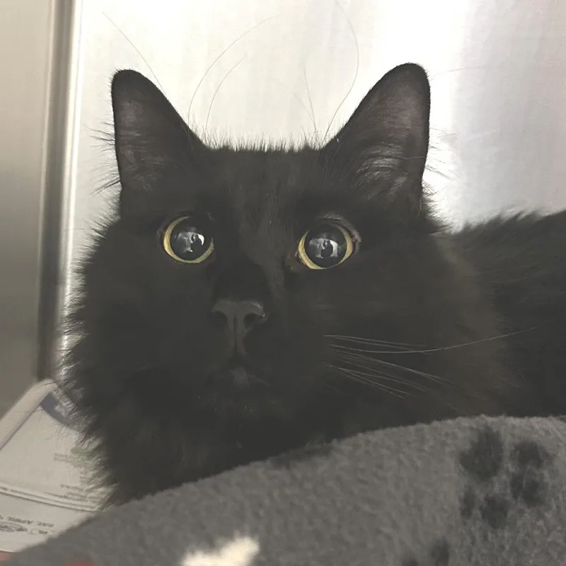 Binx