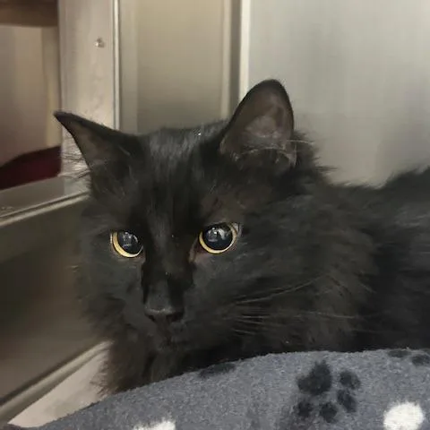 Binx thumbnail 2