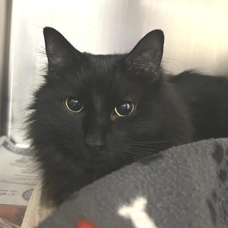 Binx thumbnail 3