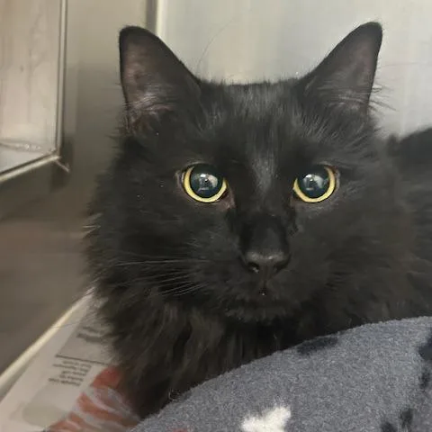 Binx thumbnail 4