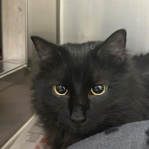 Binx thumbnail 5