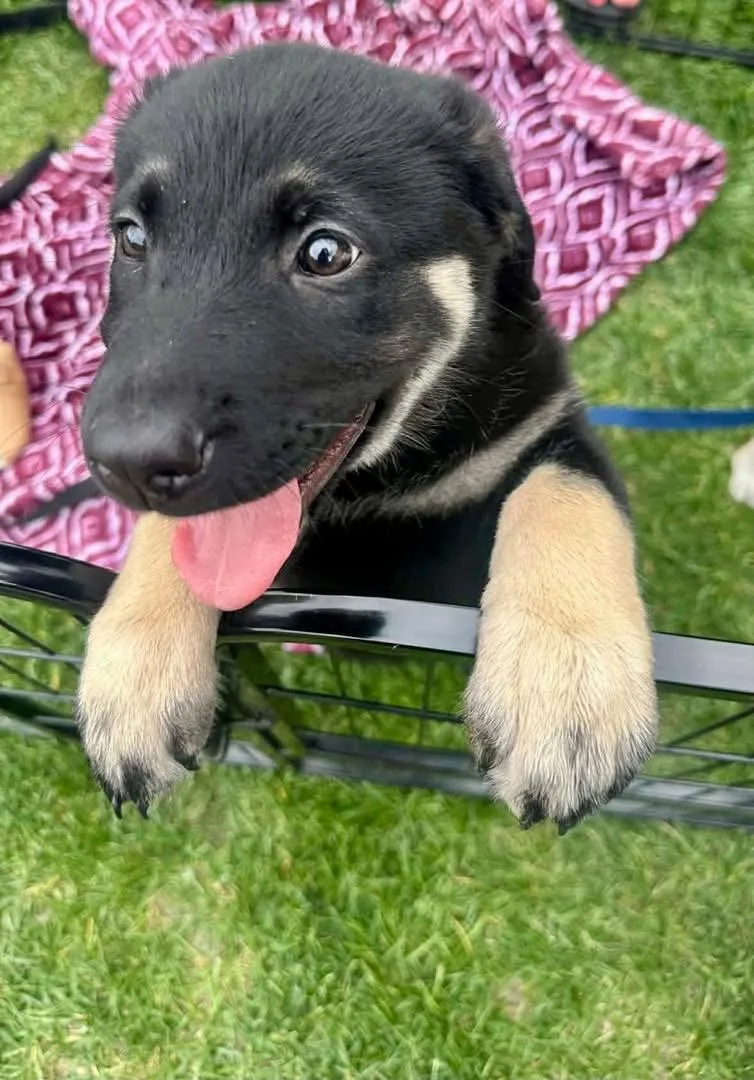 Joui Wine “joy” thumbnail 2