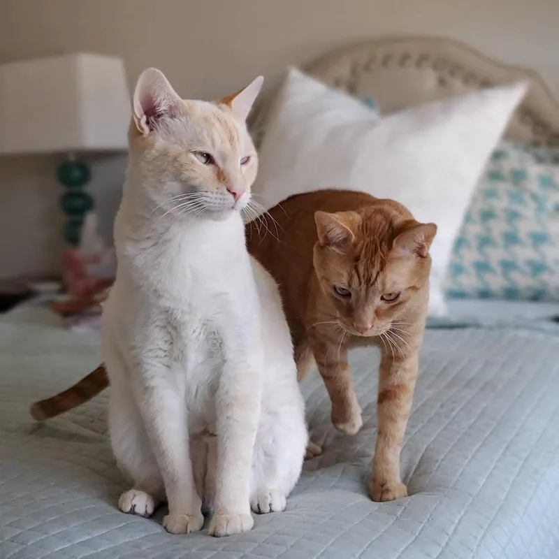 An adult small-sized male Domestic Short Hair cat named Sugar for adoption in Chapel Hill, NC