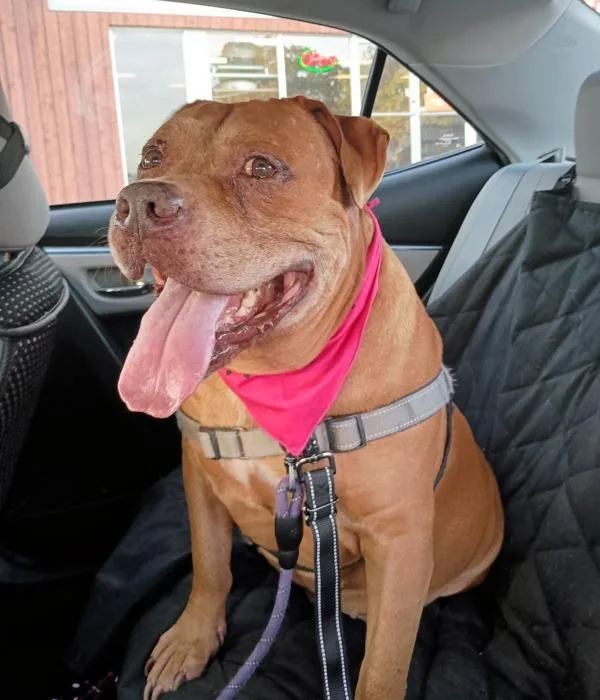 Clifford thumbnail 2