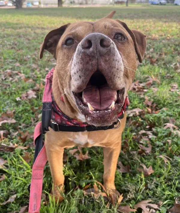 Clifford thumbnail 3