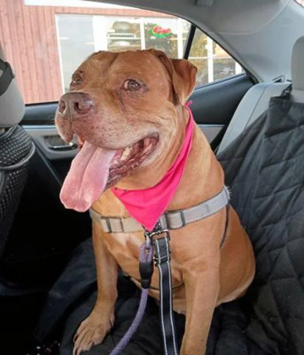 Clifford thumbnail 4