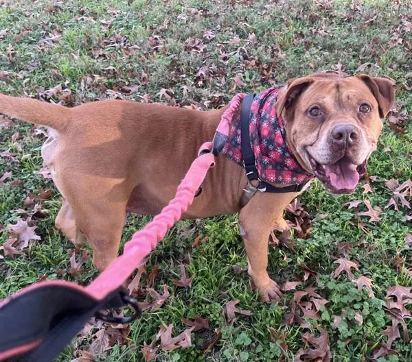 Clifford thumbnail 5