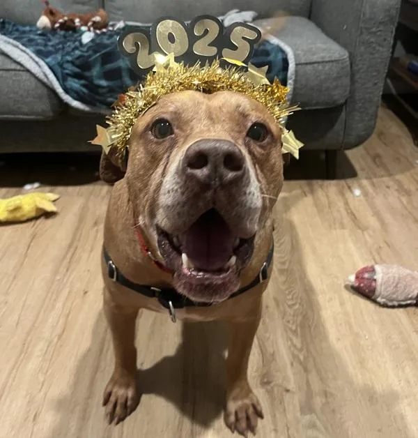 Clifford thumbnail 6