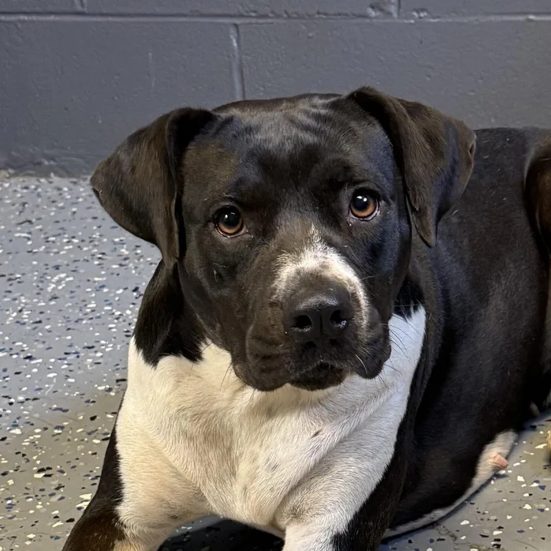 An adult medium-sized female Black Pit Bull Terrier dog named TUSCStray for adoption in Tuscaloosa, AL