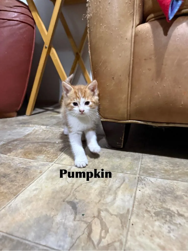 A baby medium-sized female Domestic Medium Hair cat named Pumpkin for adoption in Libertyville, IL