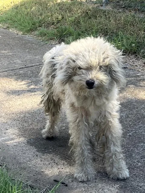 Snuffy
