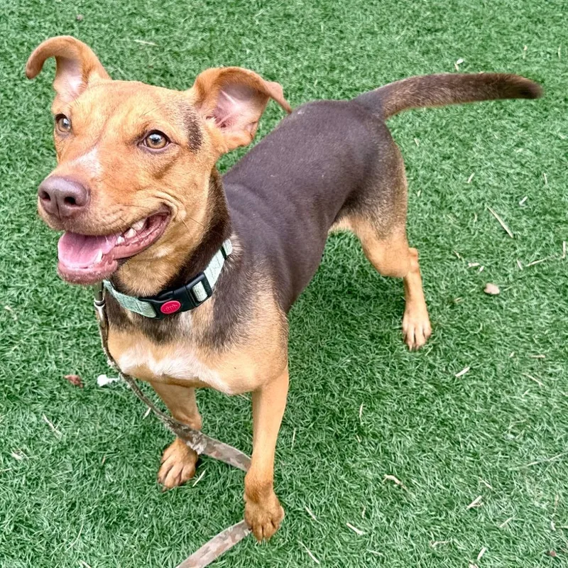 A young medium-sized female Yellow / Tan / Blond / Fawn Mixed Breed dog named Magnolia for adoption in Bennettsville, SC