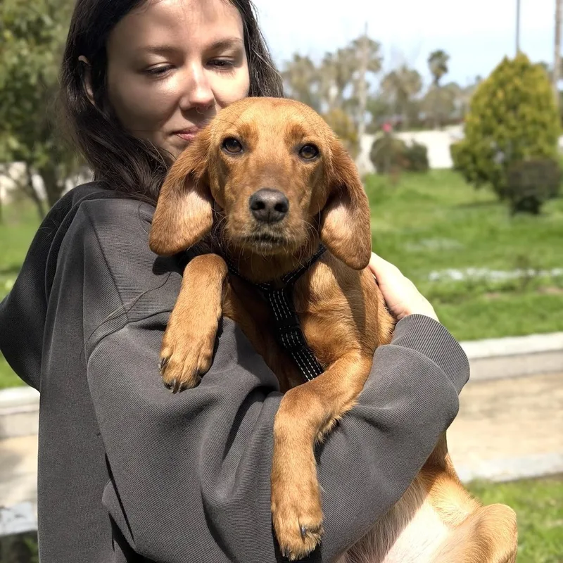 A young medium-sized female Red / Chestnut / Orange Spaniel dog named Sophie for adoption in Morristown, NJ
