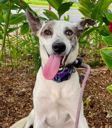 An adult medium-sized female Hound dog named Daisy for adoption in Bothell, WA