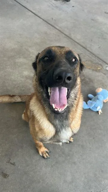 A young medium-sized male Belgian Shepherd / Malinois dog named Dom for adoption in Chula Vista, CA