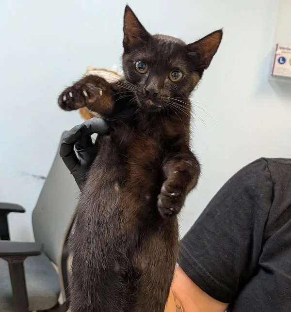 A baby small-sized female Domestic Short Hair cat named Isabel Susanna Belly for adoption in Escondido, CA