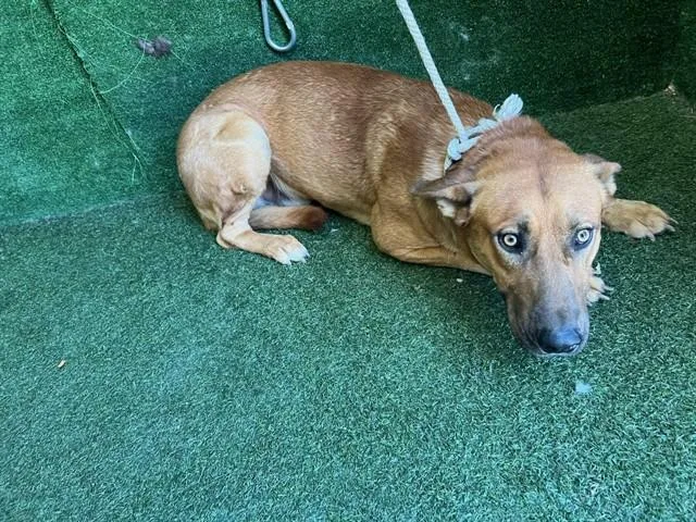 An adult large-sized male German Shepherd Dog dog named Axel Foley for adoption in Lancaster, CA