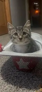 A baby small-sized female Domestic Short Hair cat named Relish G. for adoption in Peoria, IL