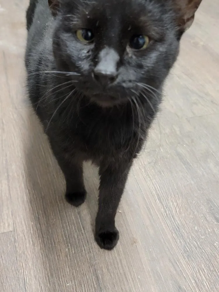 An adult small-sized female Black Domestic Short Hair cat named Tyrant for adoption in Bossier City, LA