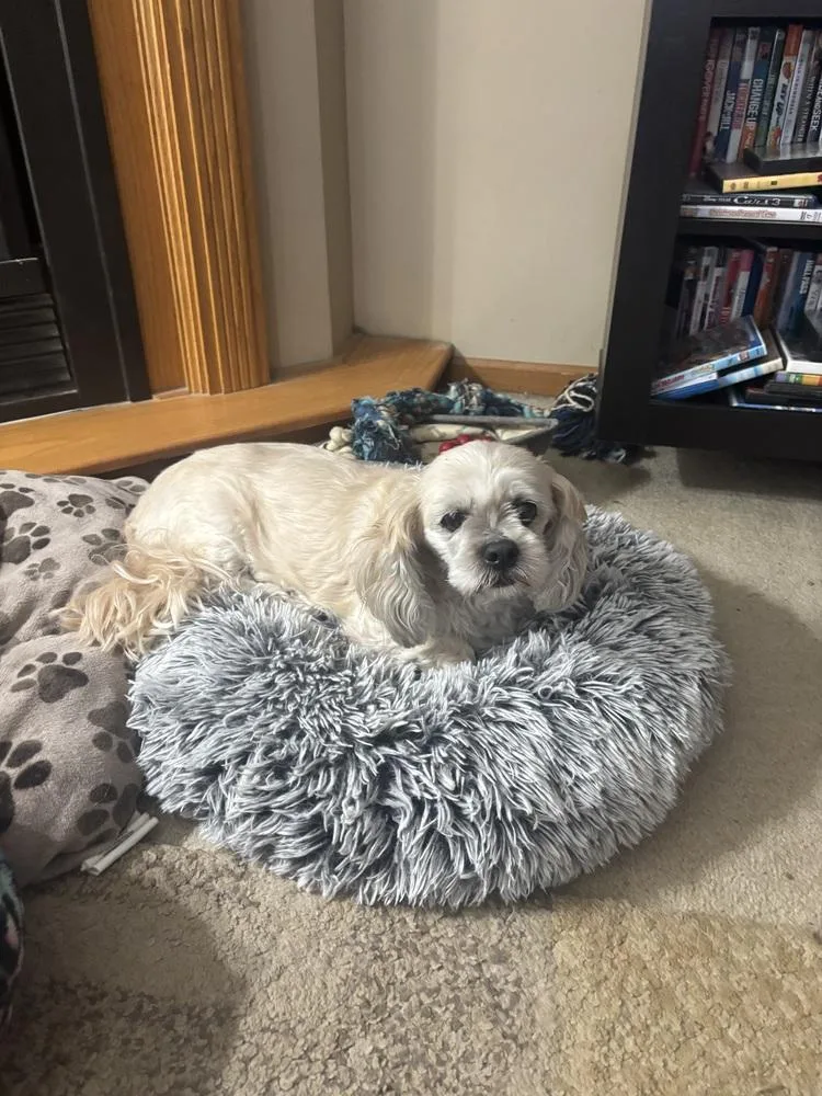 A senior small-sized female White / Cream Lhasa Apso dog named Lhasa Apso Grace for adoption in Omaha, NE