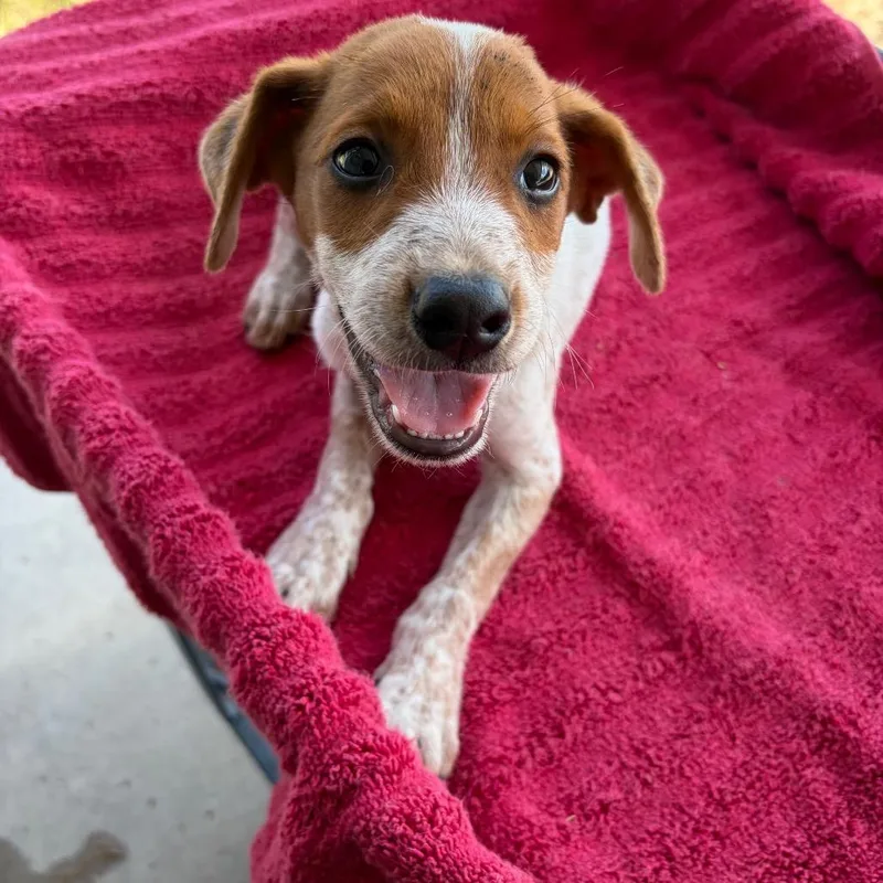 A baby small-sized male White / Cream Cattle Dog dog named Moscato for adoption in Edinburg, TX