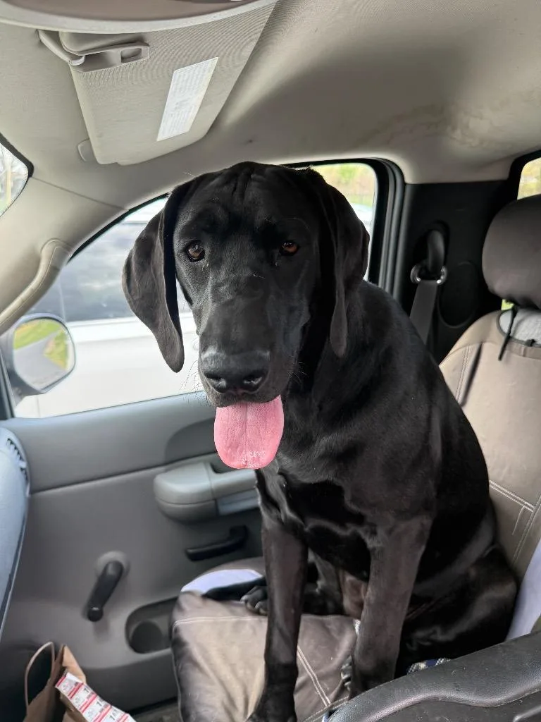 A young extra large-sized female Great Dane dog named Olivia for adoption in Erwin, TN