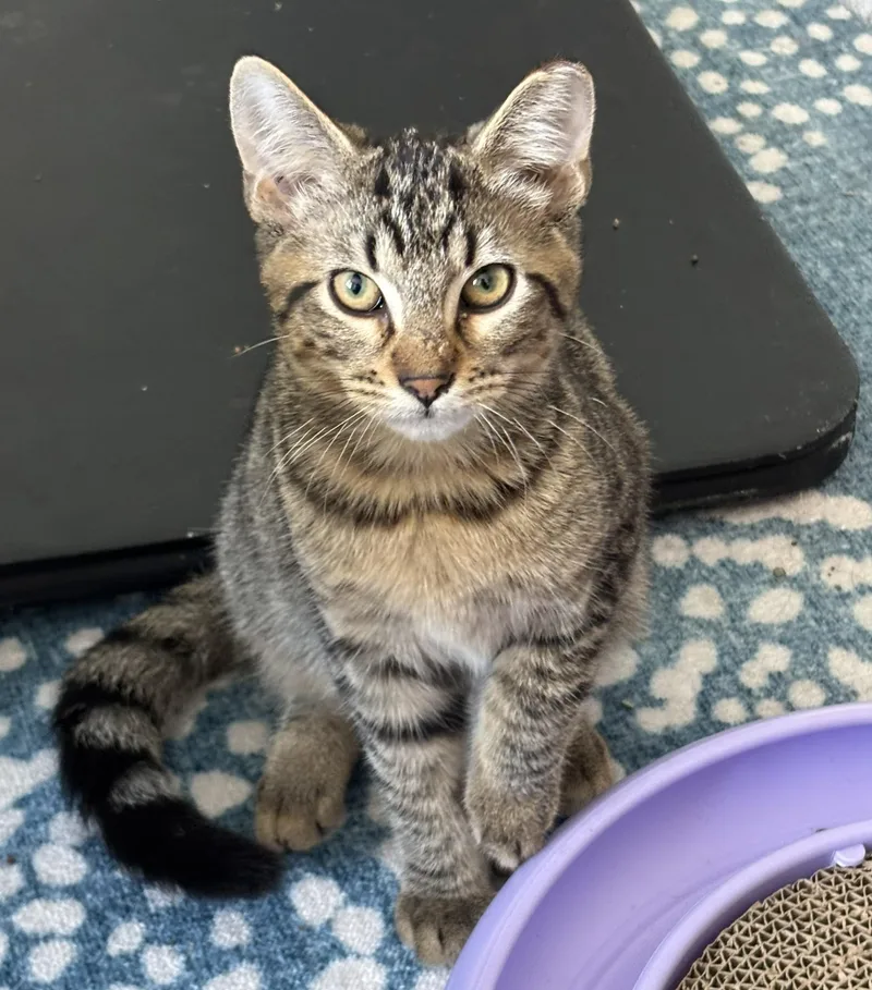 A young medium-sized male Tabby (Brown / Chocolate) Tabby cat named Kane for adoption in CHICAGO, IL